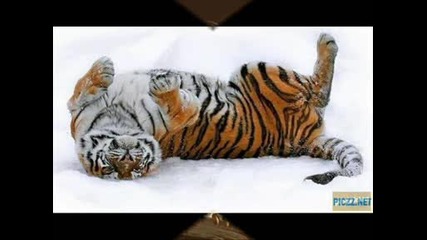 Cool Pictures.wmv