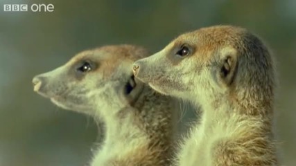 Забавни говорещи животни 2 - Walk On The Wild Side - Episode Two Preview - Bbc One