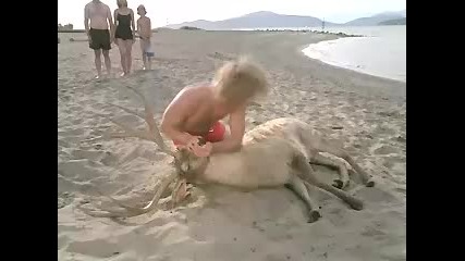Идиот целува елен и го спасява!!!