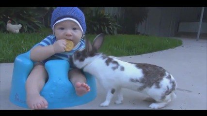 Заек краде бисквити от бебе.