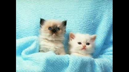 Small and sweety kittens