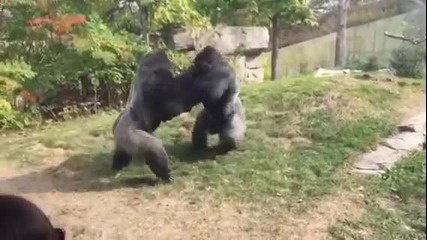 Бой на горили
