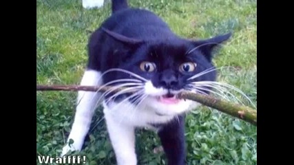 Много забавни котки 7