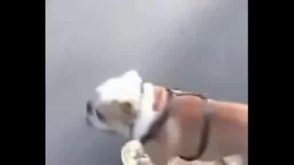 Смешни Моменти От Хора И Животни
