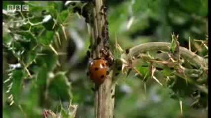 Crazy Ant Farmers - Weird Nature - Bbc animals