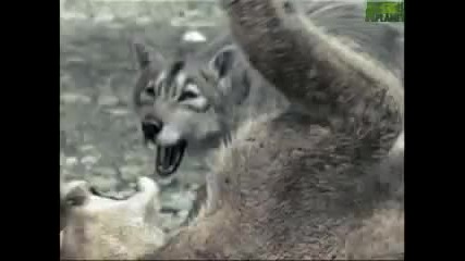 Съдържание на animal_planet - Vbox7 Съдържание на animal_planet - Vbox7