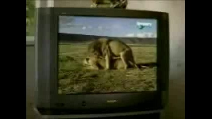 Лъвове Гледат Лъвско Порно 