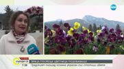 Враца посрещна Цветница с площад със стотици цветя