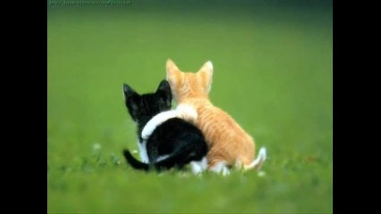cute animal pictures