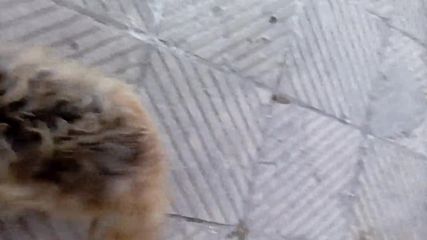 Ласи сас най рошовото дупе