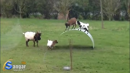 Забавление между кози