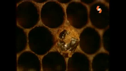 Енциклопедия на животните - Пчелите