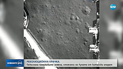 Покълнаха памуковите семена, отнесени на Луната от китайски апарат