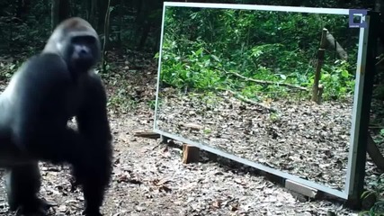 Забавните реакции на животните, когато се видят в огледалото за първи път!