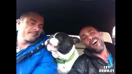 Куче пее заедно с двама човека!