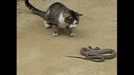 Смела котка срещу змия