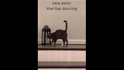 Y2mate.is - Funniest Cats ? - Don't try to hold back Laughter ? - Funny Cats Life-vy6ozvqtzsk-1080p-