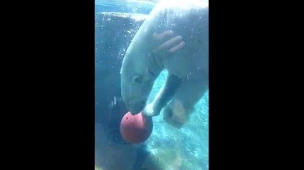 Бял мечок прави страхотен дрибъл под вода!