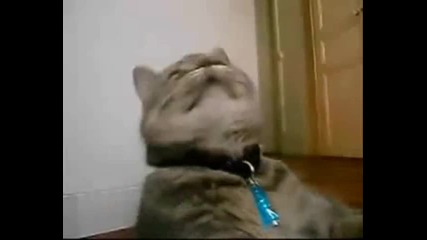 Луди котки
