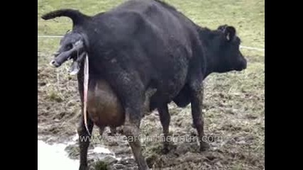 Как Ражда Крава