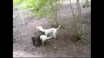 Диво прасе Vs Dogo Argentino