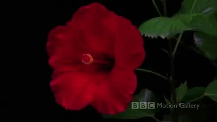 вълшебният танц на майката природа