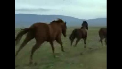 I Am - Horses.