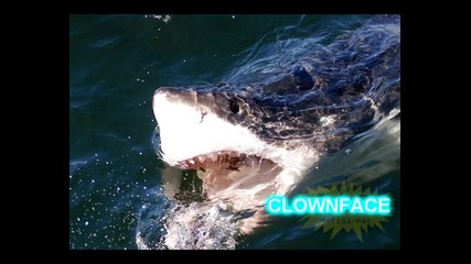shark 2 