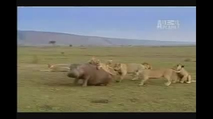 Удивителна гледка - 1 Хипопотам доминира нат 7 Лъвици!