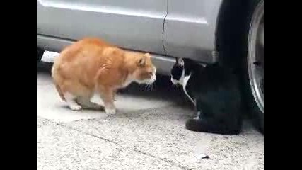 the most ridiculous cat of the wordl aaauuuuuu