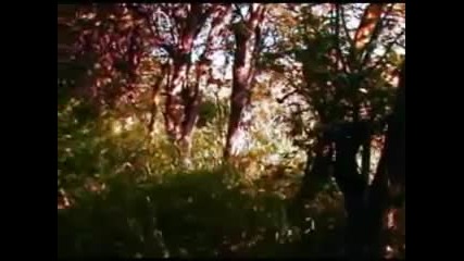 Penguin Cafe Orchestra - Wildlife 