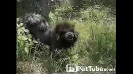 кихащо куче