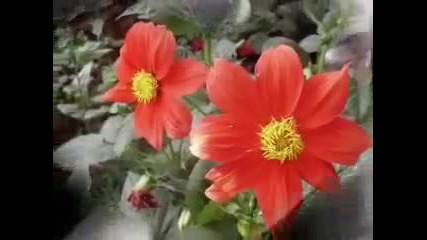 Честит 8 март