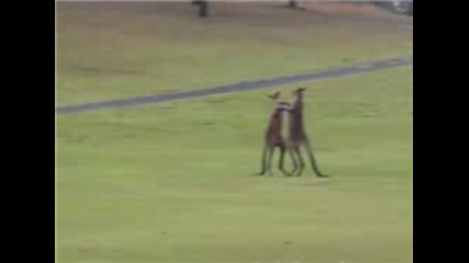 Kangaroo Boxing - Match