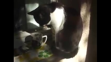 Коте пие кафе