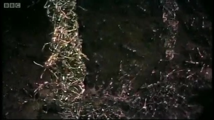 Buidling a new ant home - Ant Attack - Bbc 
