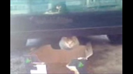 Vip Cat Episode 4 screen captures 