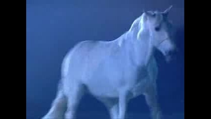 Andalusian Stallion - Жребец Танцува