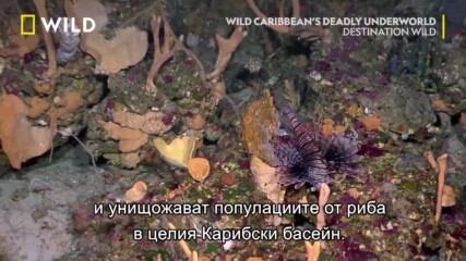 Отровна риба лъв | Дестинация Wild | NG Wild Bulgaria