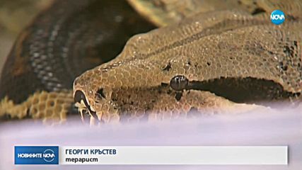 Змия в мола: Прекратяват договора на собственика на избягалото влечуго