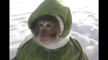 Маймунка в зимен екип