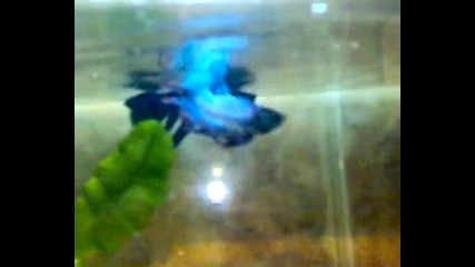 boi na beta{betta splendens Regan} 