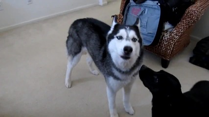 How Mishka wakes us up in the morning - Singing
