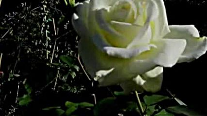 Andre Rieu ..plaisir D Amour ..july Roses 2016.