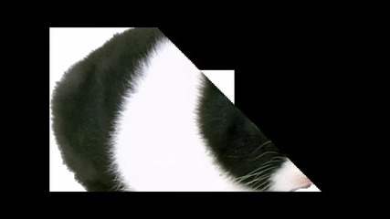 зайци