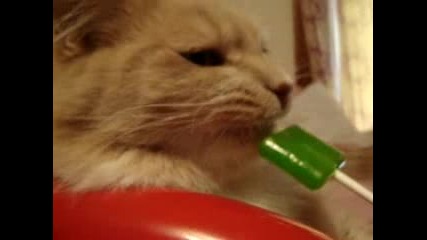 Котка ближе близалка