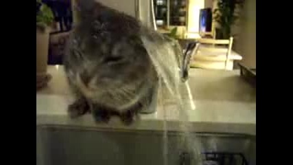 Хитра котка пие от чешмата и се къпе - смях 