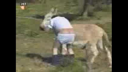 Horny donkey