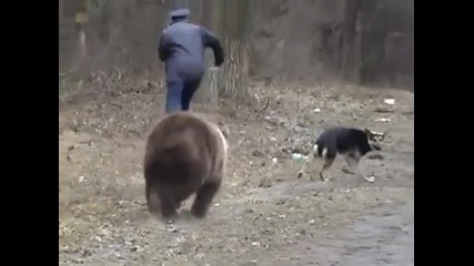 Най - любопитният мечок 