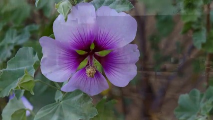Ernesto Cortazar - Jurame - Sonoma County Fall - For Jose Guillermo
